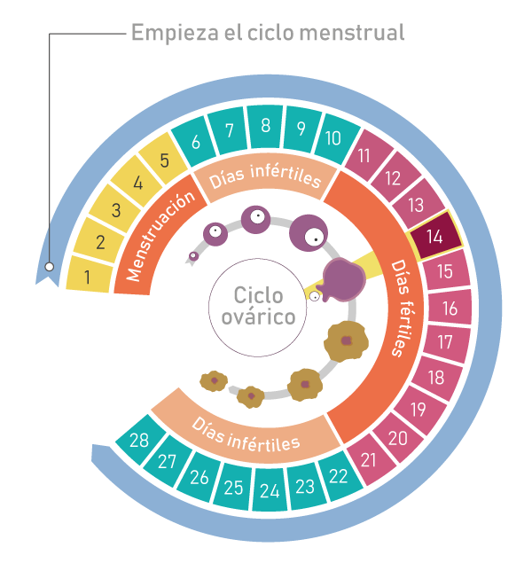 ¿qué Es El Ciclo Menstrual Agencia Peru