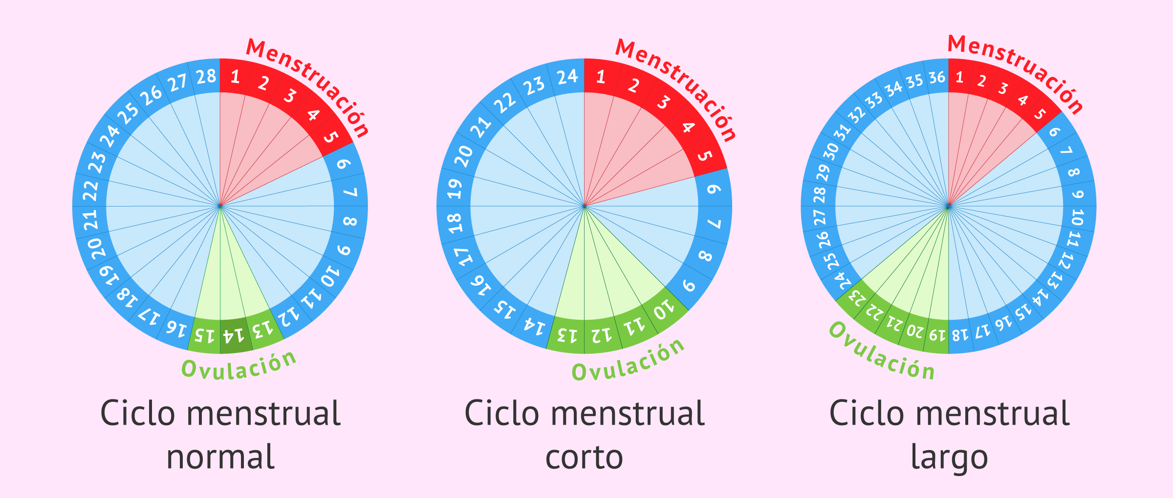 Tipos Ciclos Menstruales Duracion 